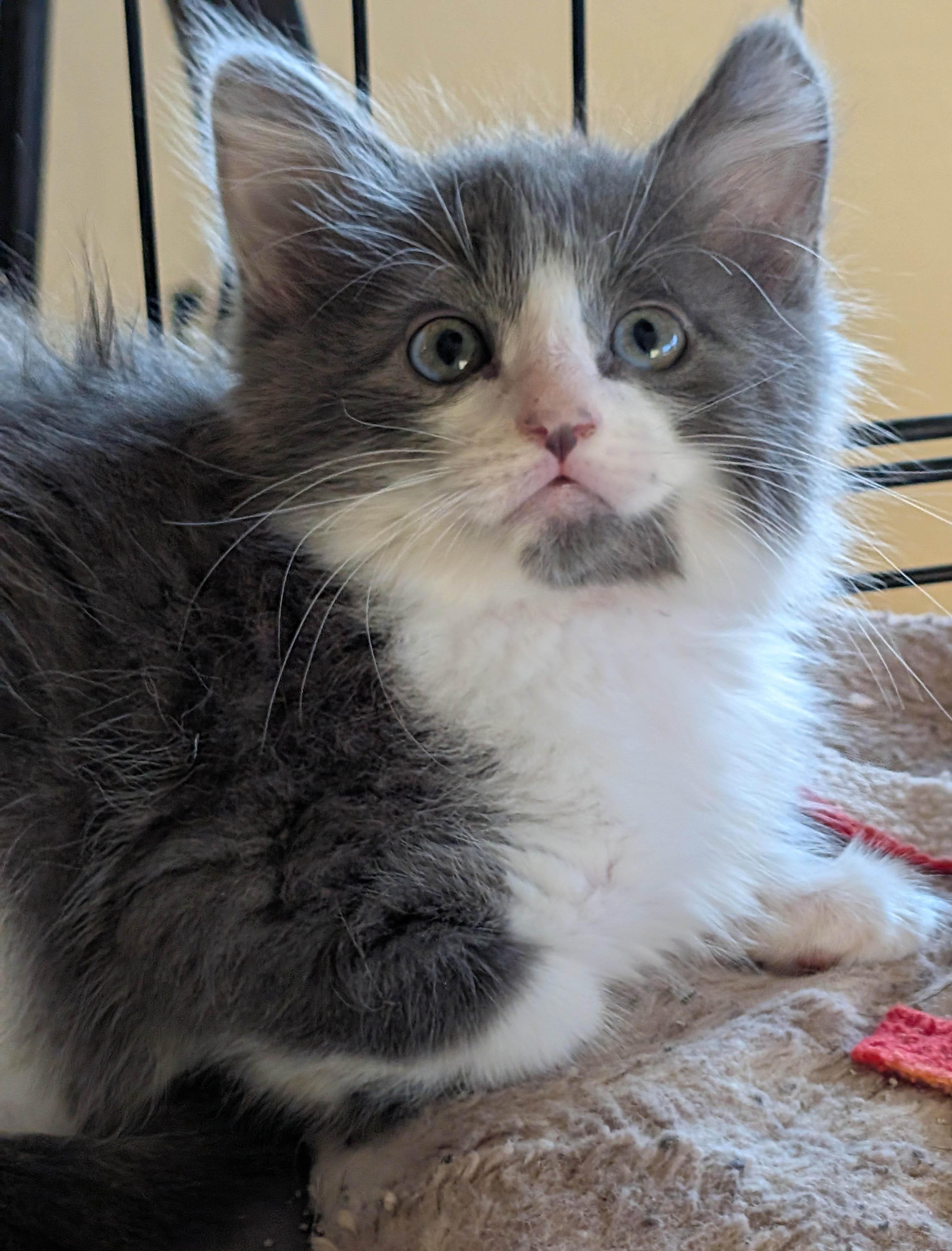 Athena, Adopted, Kitten Female Domestic Long Hair.