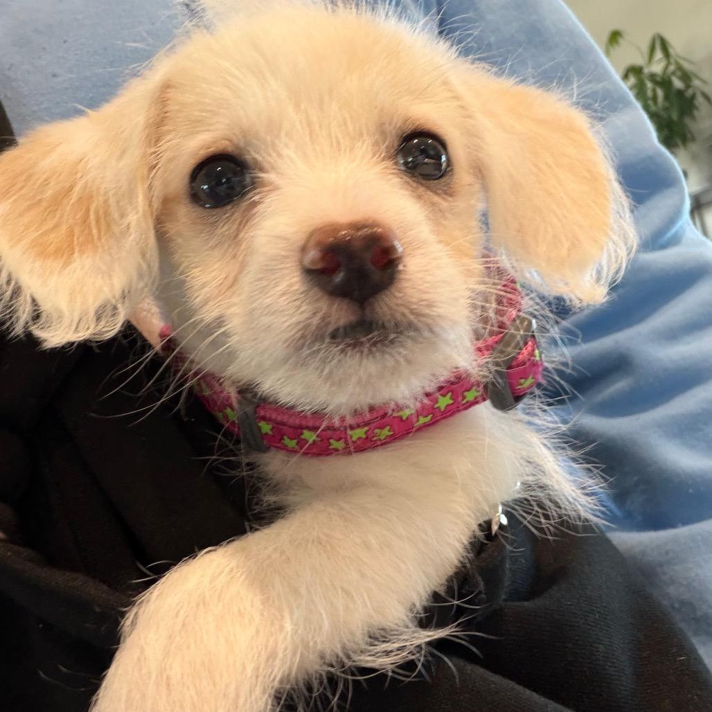 Enlarge Albie, a Adoptable Terrier in Sacramento, CA image 1/6