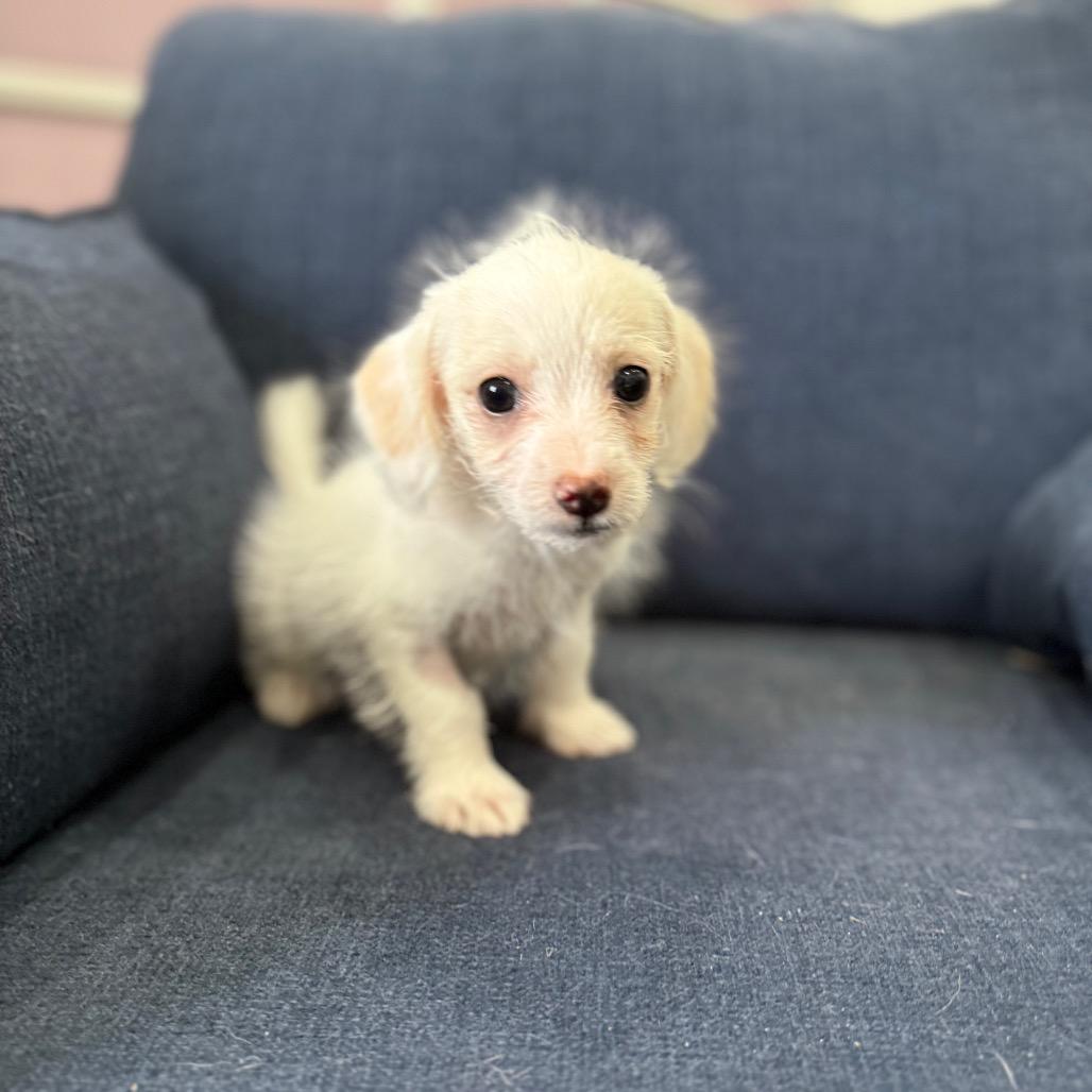 Enlarge Albie, a Adoptable Terrier in Sacramento, CA image 2/6
