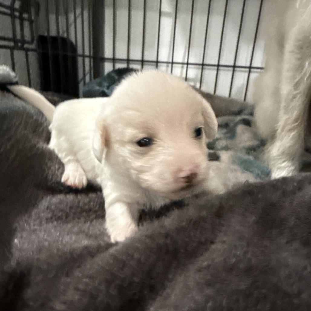 Enlarge Albie, a Adoptable Terrier in Sacramento, CA image 3/6