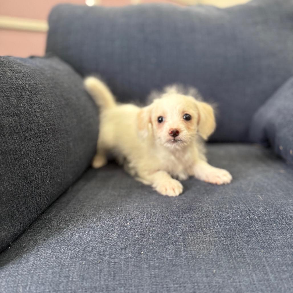 Enlarge Albie, a Adoptable Terrier in Sacramento, CA image 4/6