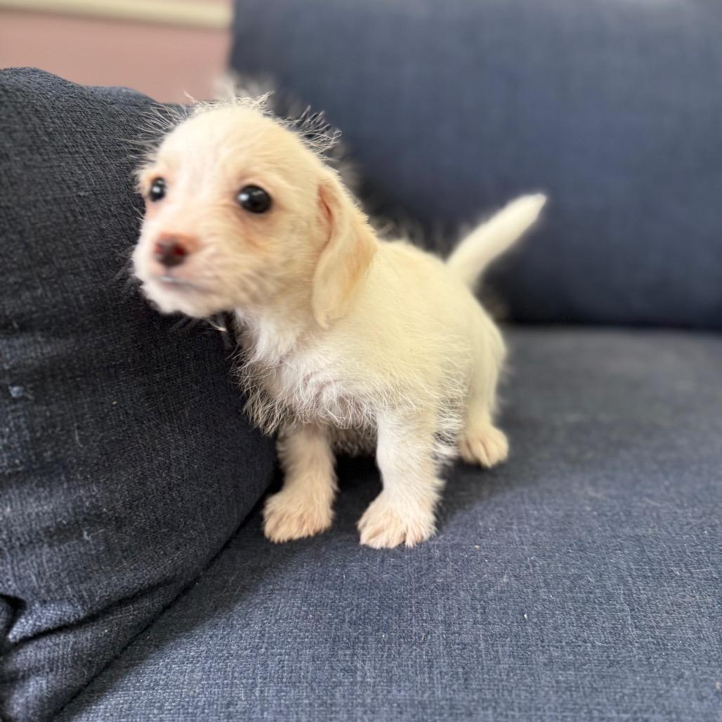Enlarge Albie, a Adoptable Terrier in Sacramento, CA image 5/6