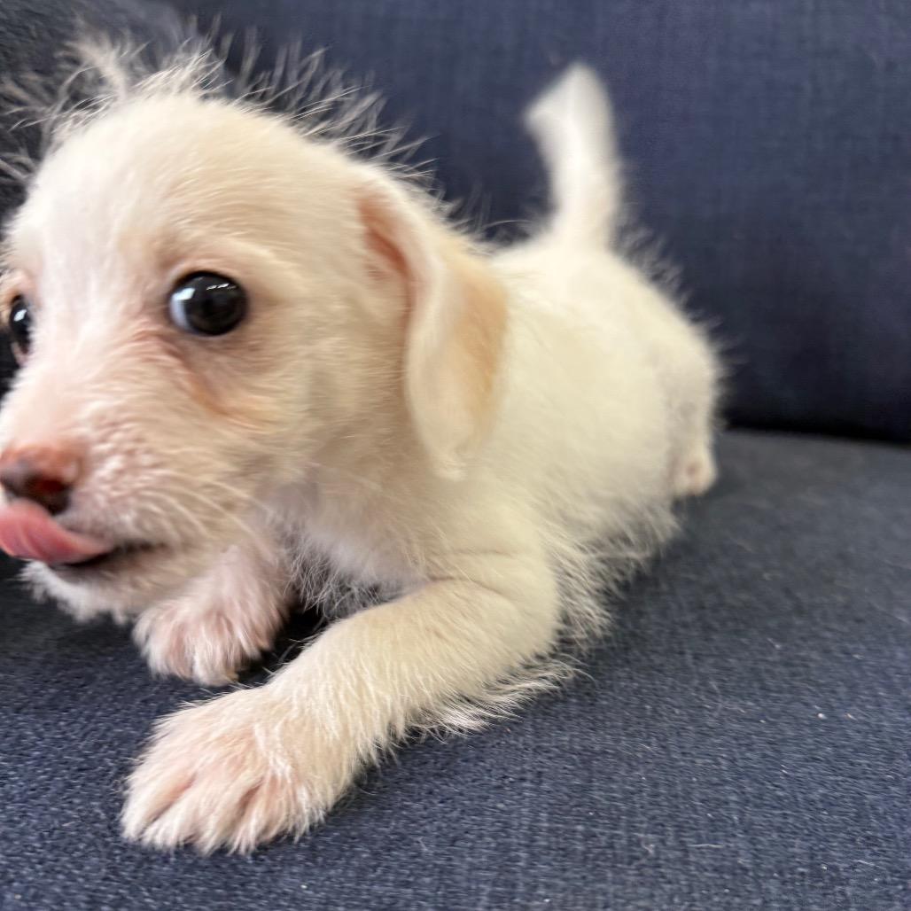 Enlarge Albie, a Adoptable Terrier in Sacramento, CA image 6/6