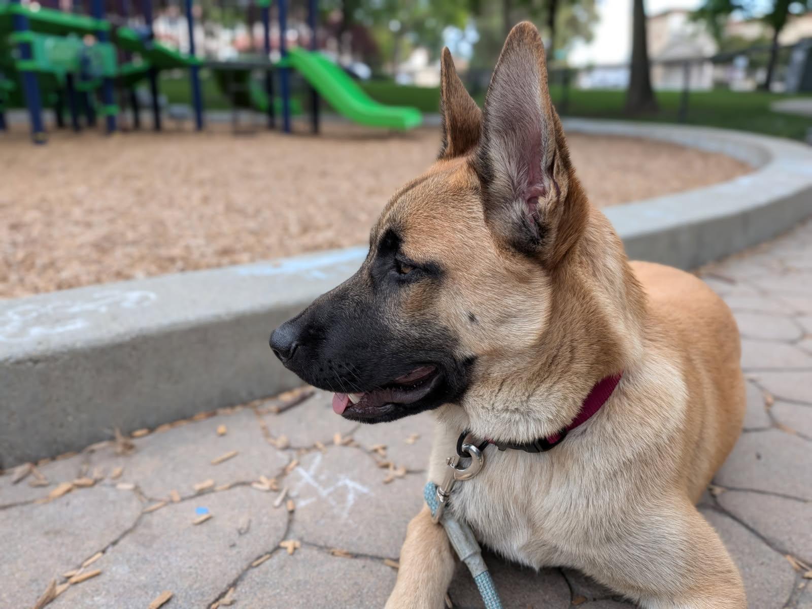 Enlarge Carter, a ADOPTABLE Belgian Shepherd / Malinois in san ramon, CA image 5/5