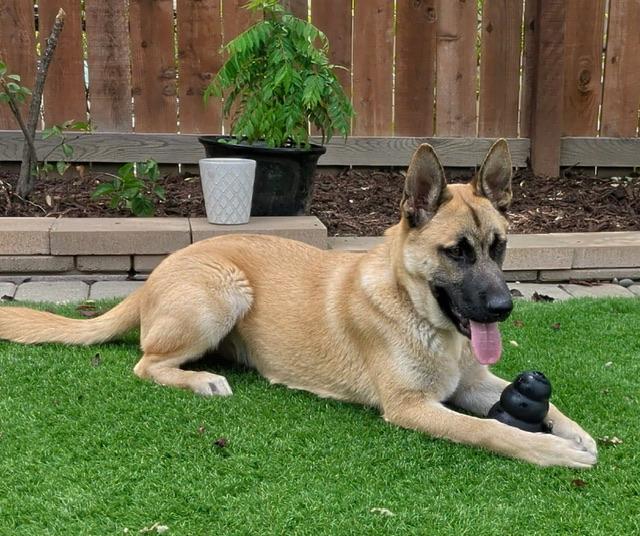 Enlarge Carter, a ADOPTABLE Belgian Shepherd / Malinois in san ramon, CA image 2/5