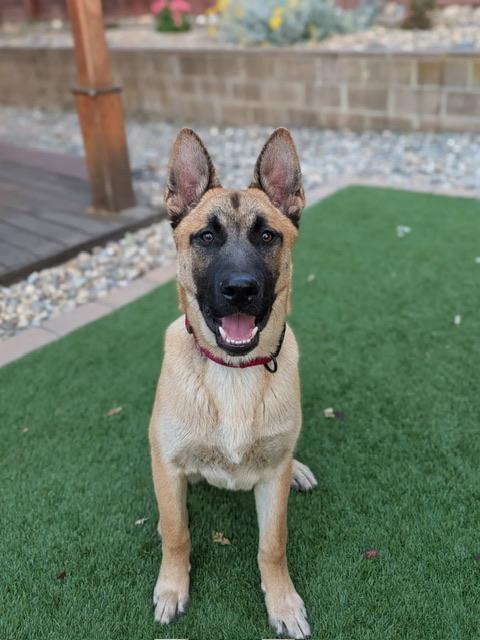 Enlarge Carter, a ADOPTABLE Belgian Shepherd / Malinois in san ramon, CA image 1/5