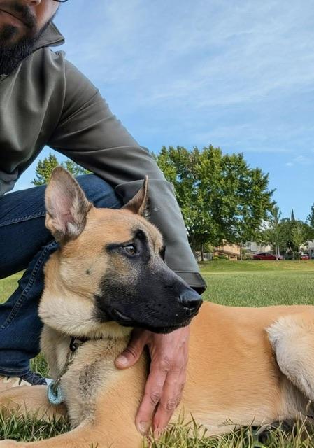 Enlarge Carter, a ADOPTABLE Belgian Shepherd / Malinois in san ramon, CA image 4/5