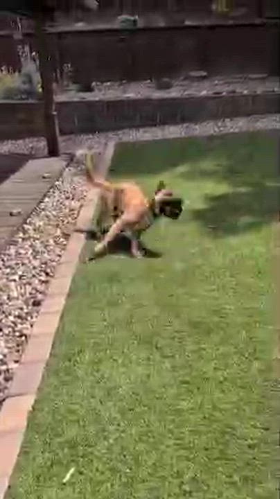 Enlarge Carter, a ADOPTABLE Belgian Shepherd / Malinois in san ramon, CA video 3/5