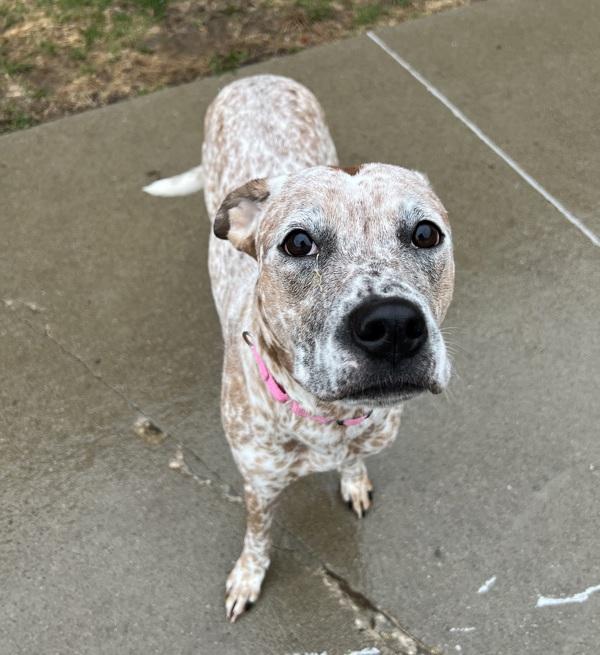 Enlarge Sandy, a Adoptable mixed breed in Sioux City, IA image 1/1