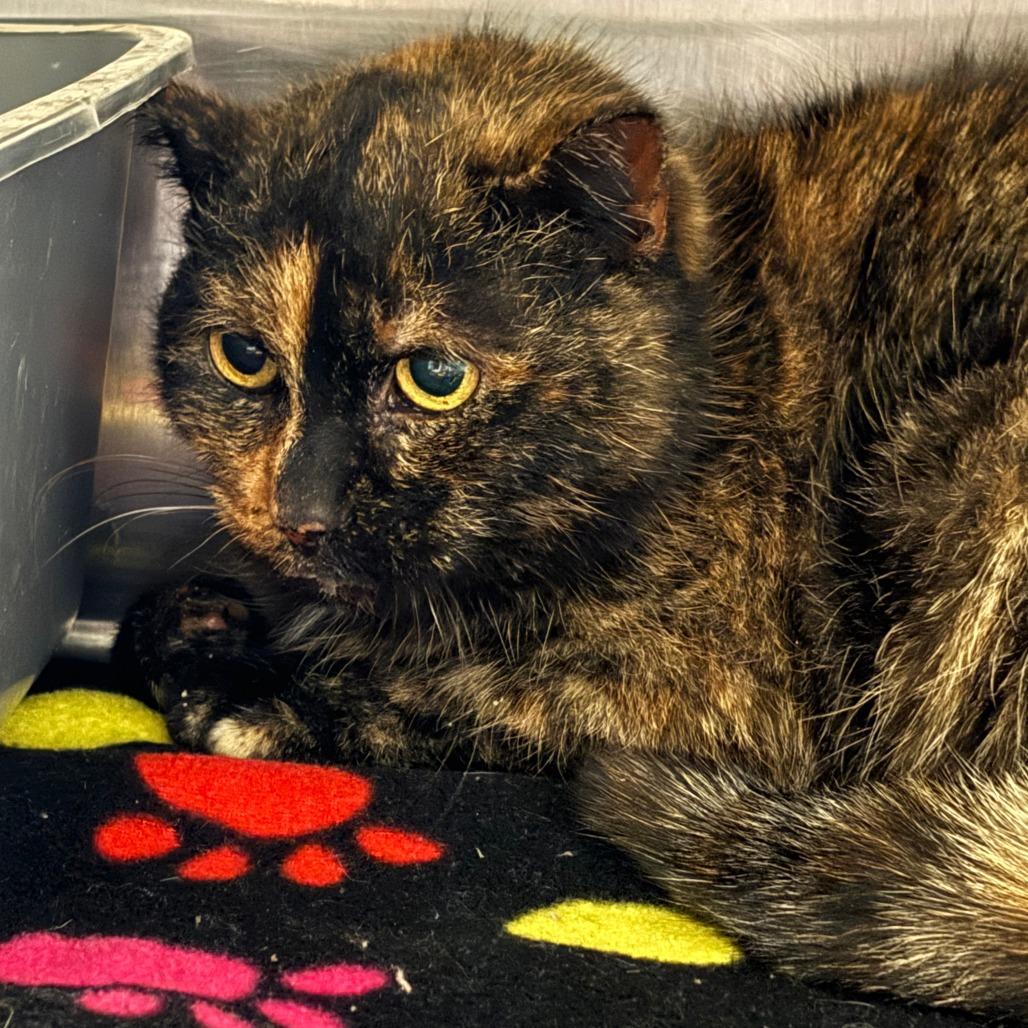 Betty, Adoptable, Adult Female Domestic Short Hair.