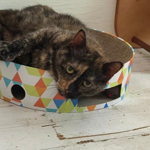 Betty, a Adoptable Domestic Short Hair in West Des Moines, IA image 2/5