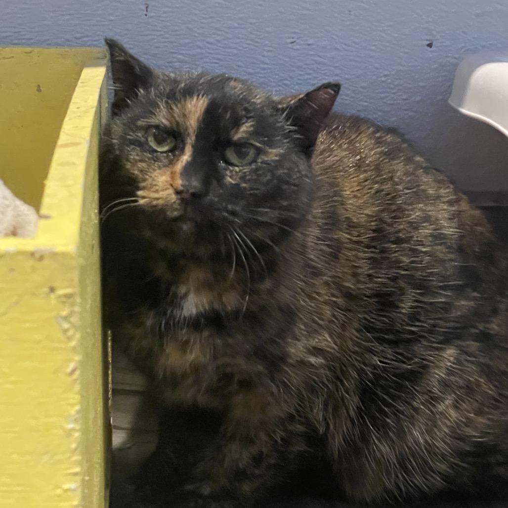 Enlarge Betty, a Adoptable Domestic Short Hair in West Des Moines, IA image 2/3