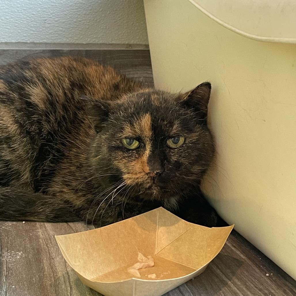 Enlarge Betty, a Adoptable Domestic Short Hair in West Des Moines, IA image 3/3