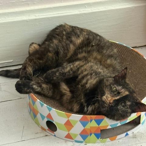 Betty, a Adoptable Domestic Short Hair in West Des Moines, IA image 5/5