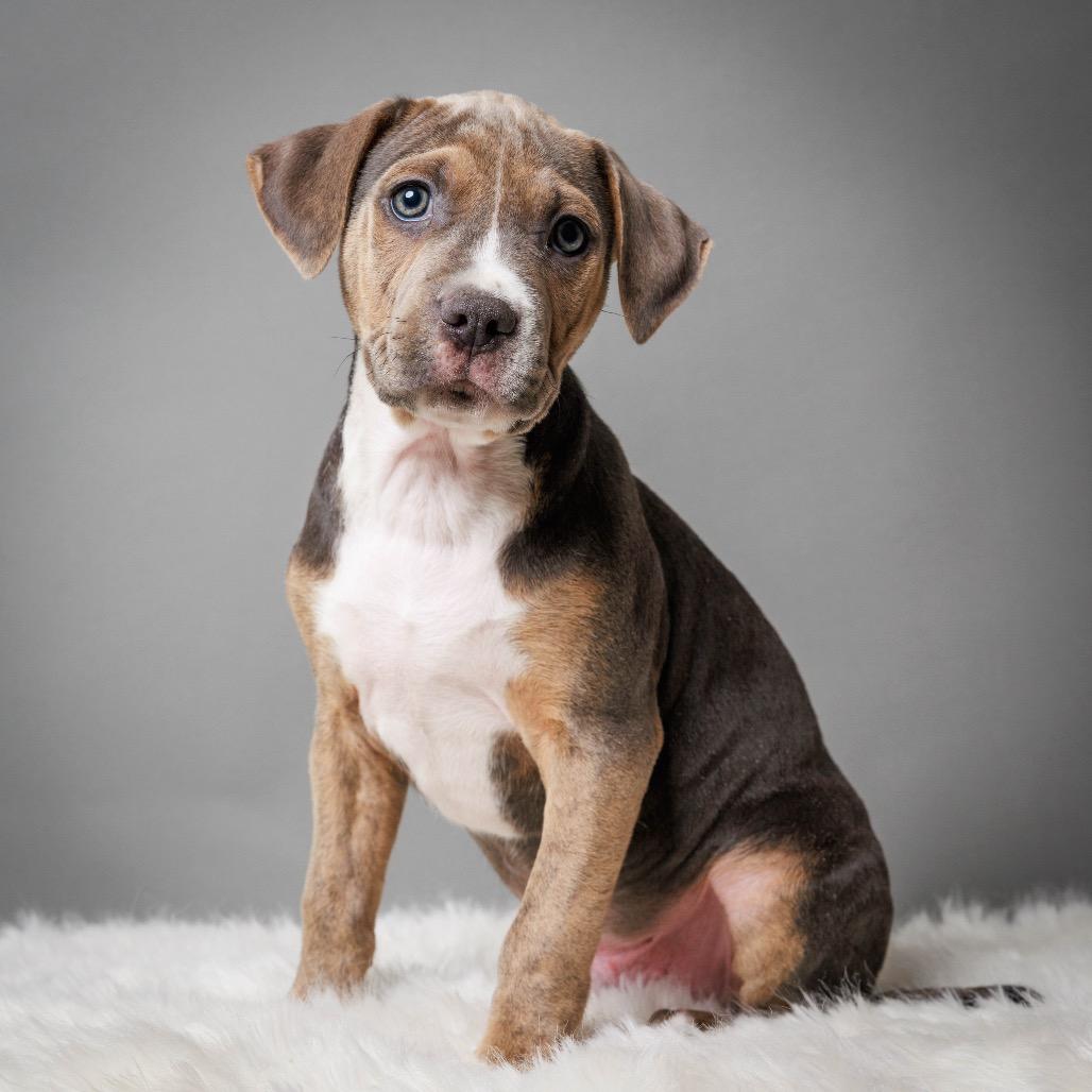 Enlarge Tamarack, a Adoptable mixed breed in Crystal, MN image 1/6