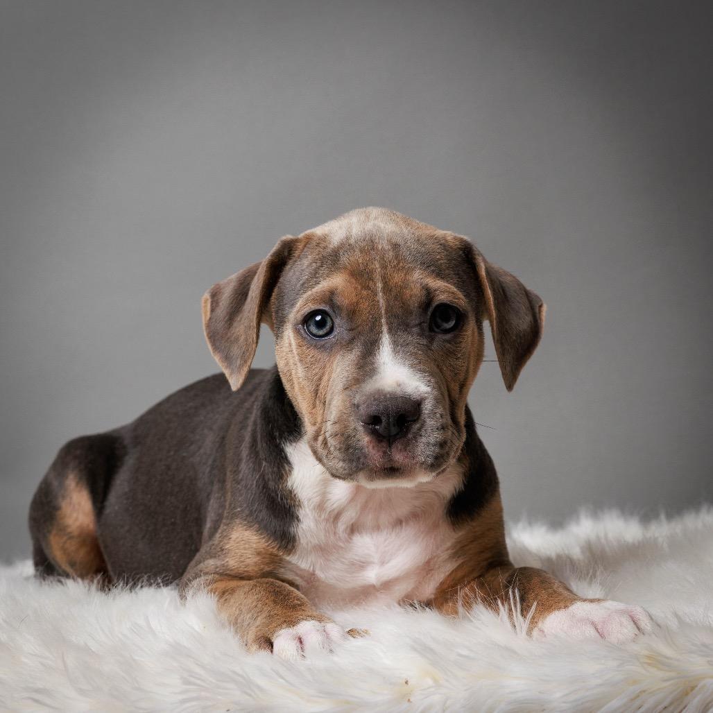 Enlarge Tamarack, a Adoptable mixed breed in Crystal, MN image 2/6