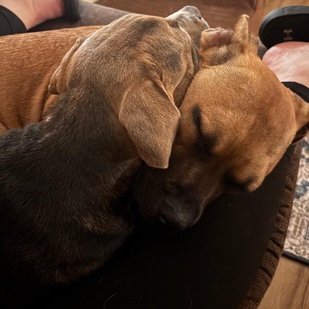 Enlarge Tamarack, a Adoptable mixed breed in Crystal, MN image 3/6