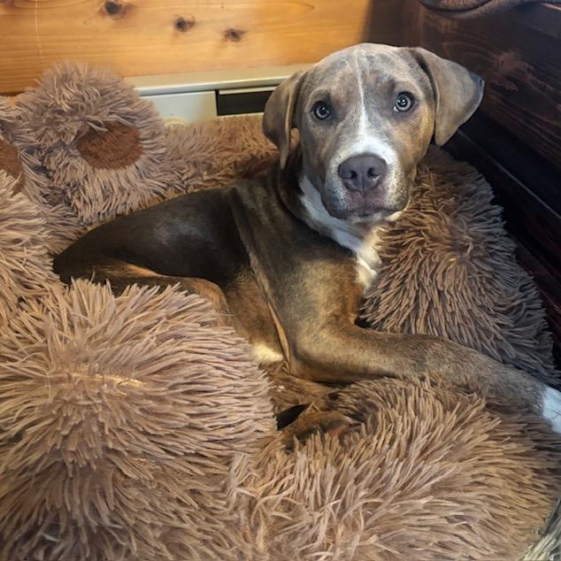 Enlarge Tamarack, a Adoptable mixed breed in Crystal, MN image 4/6