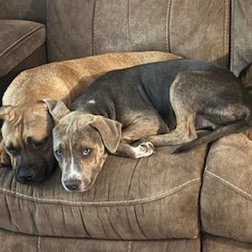 Enlarge Tamarack, a Adoptable mixed breed in Crystal, MN image 6/6