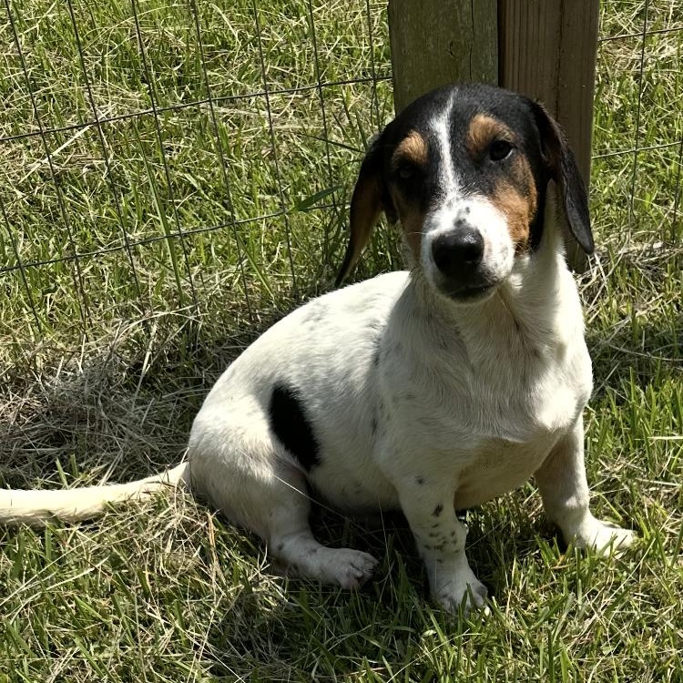 Enlarge Bailey fka Marshall, an adoptable mixed breed in Medfield, MA image 3/6
