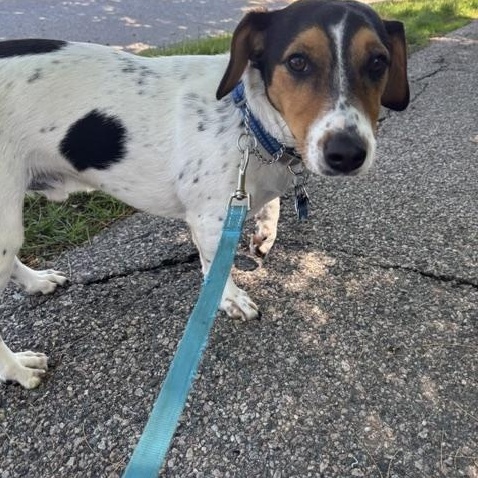 Enlarge Bailey fka Marshall, an adoptable mixed breed in Medfield, MA image 2/6