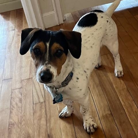 Enlarge Bailey fka Marshall, an adoptable mixed breed in Medfield, MA image 1/6