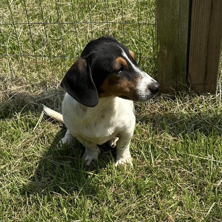 Enlarge Bailey fka Marshall, an adoptable mixed breed in Medfield, MA image 4/6