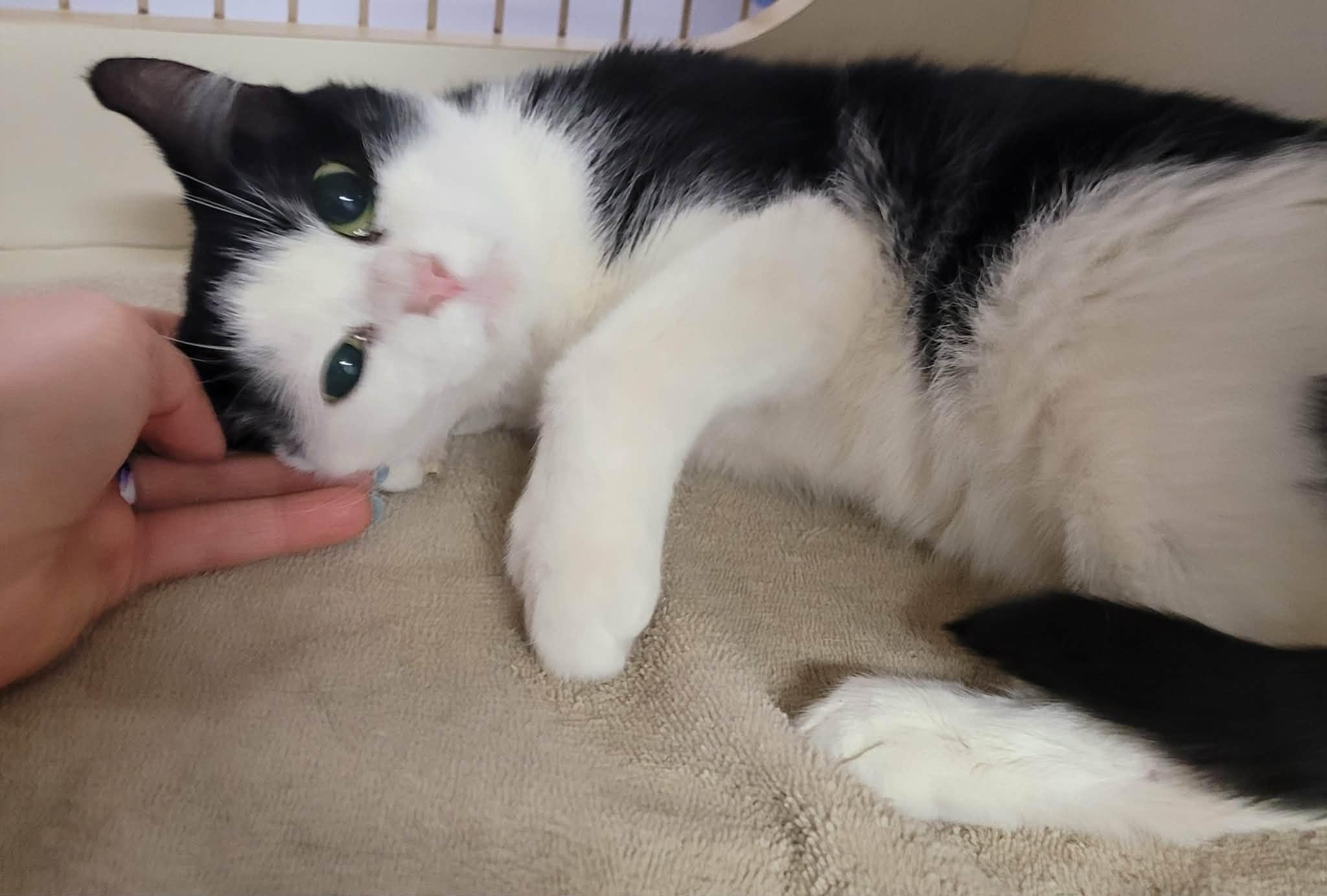 Enlarge Scarlet! Adorable Kitty Girl!, an adopted Domestic Short Hair in Meriden, CT image 2/6