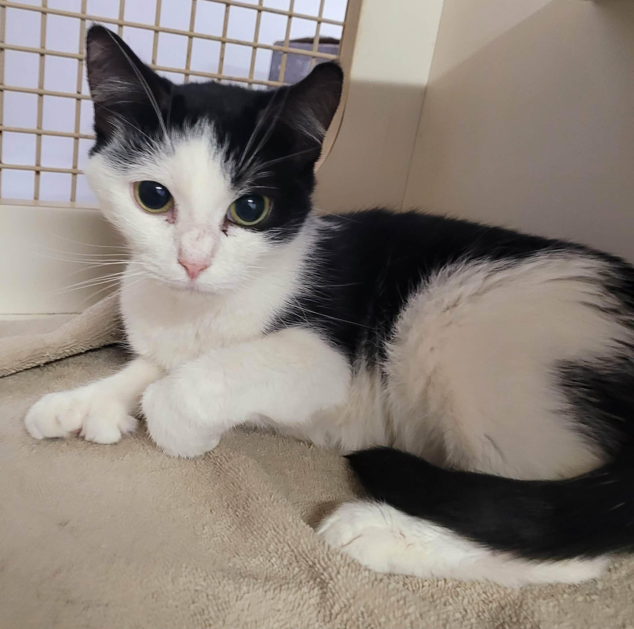 Enlarge Scarlet! Adorable Kitty Girl!, an adopted Domestic Short Hair in Meriden, CT image 5/6