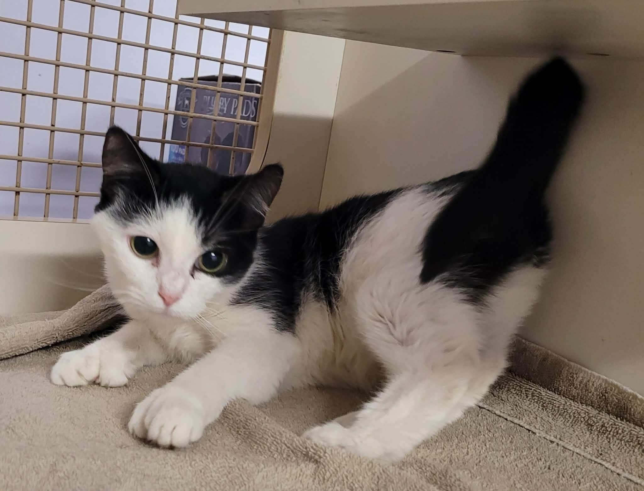 Enlarge Scarlet! Adorable Kitty Girl!, an adopted Domestic Short Hair in Meriden, CT image 6/6