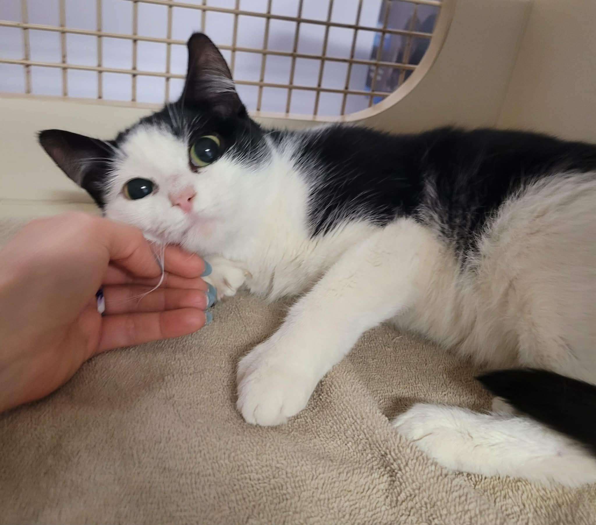 Enlarge Scarlet! Adorable Kitty Girl!, an adopted Domestic Short Hair in Meriden, CT image 4/6