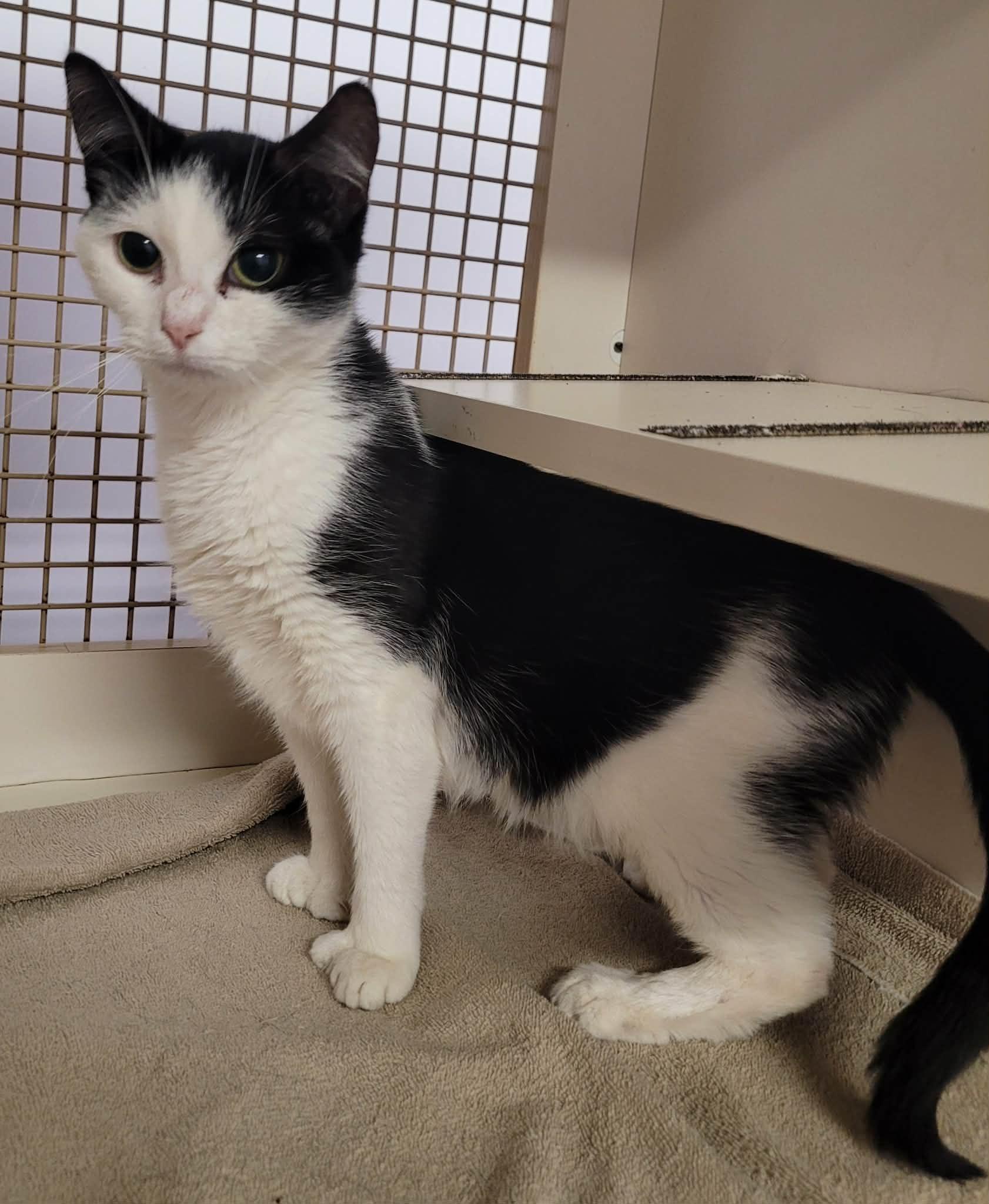 Enlarge Scarlet! Adorable Kitty Girl!, an adopted Domestic Short Hair in Meriden, CT image 3/6