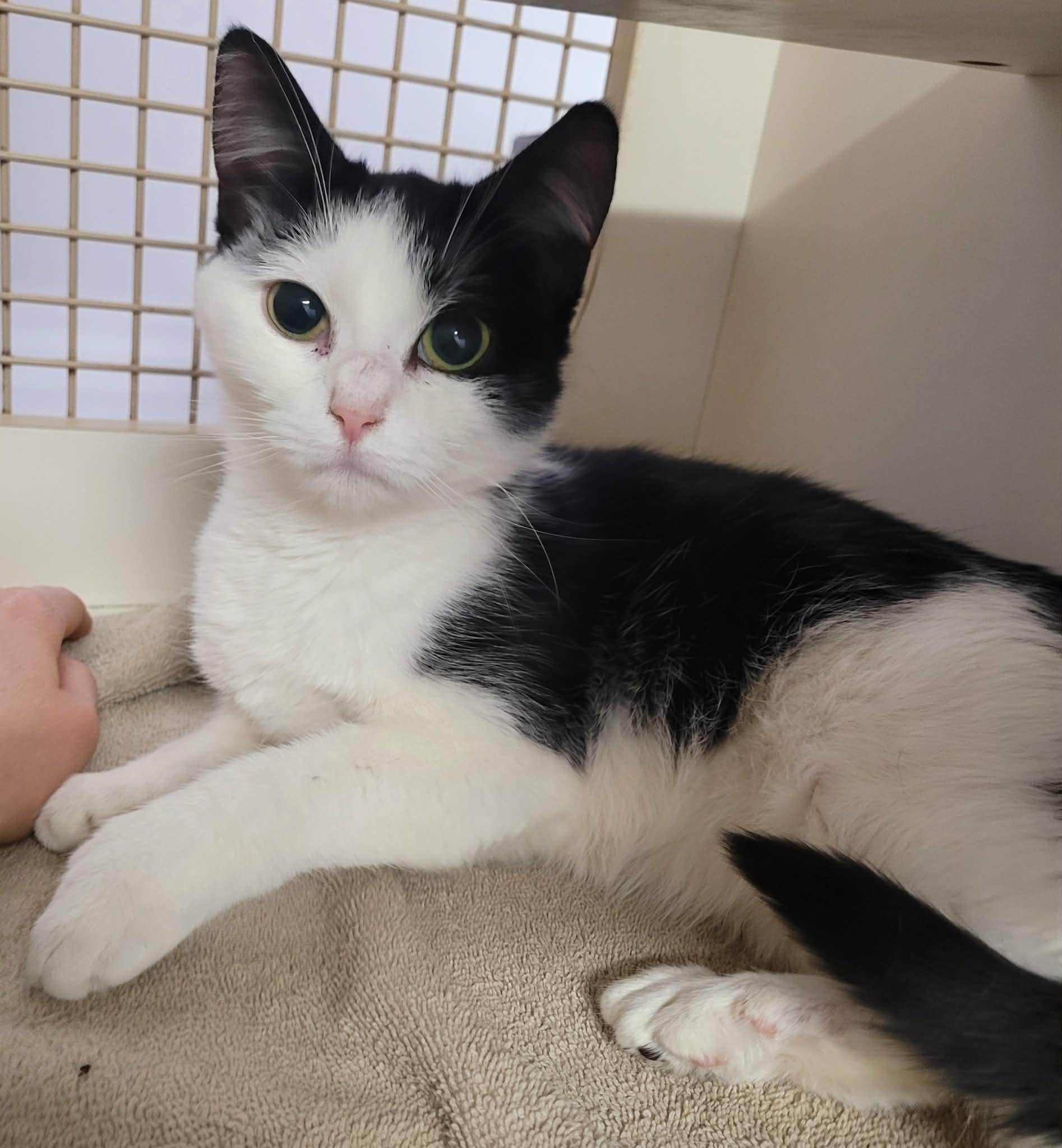 Scarlet! Adorable Kitty Girl!, adopted, Adult Female Domestic Short Hair.