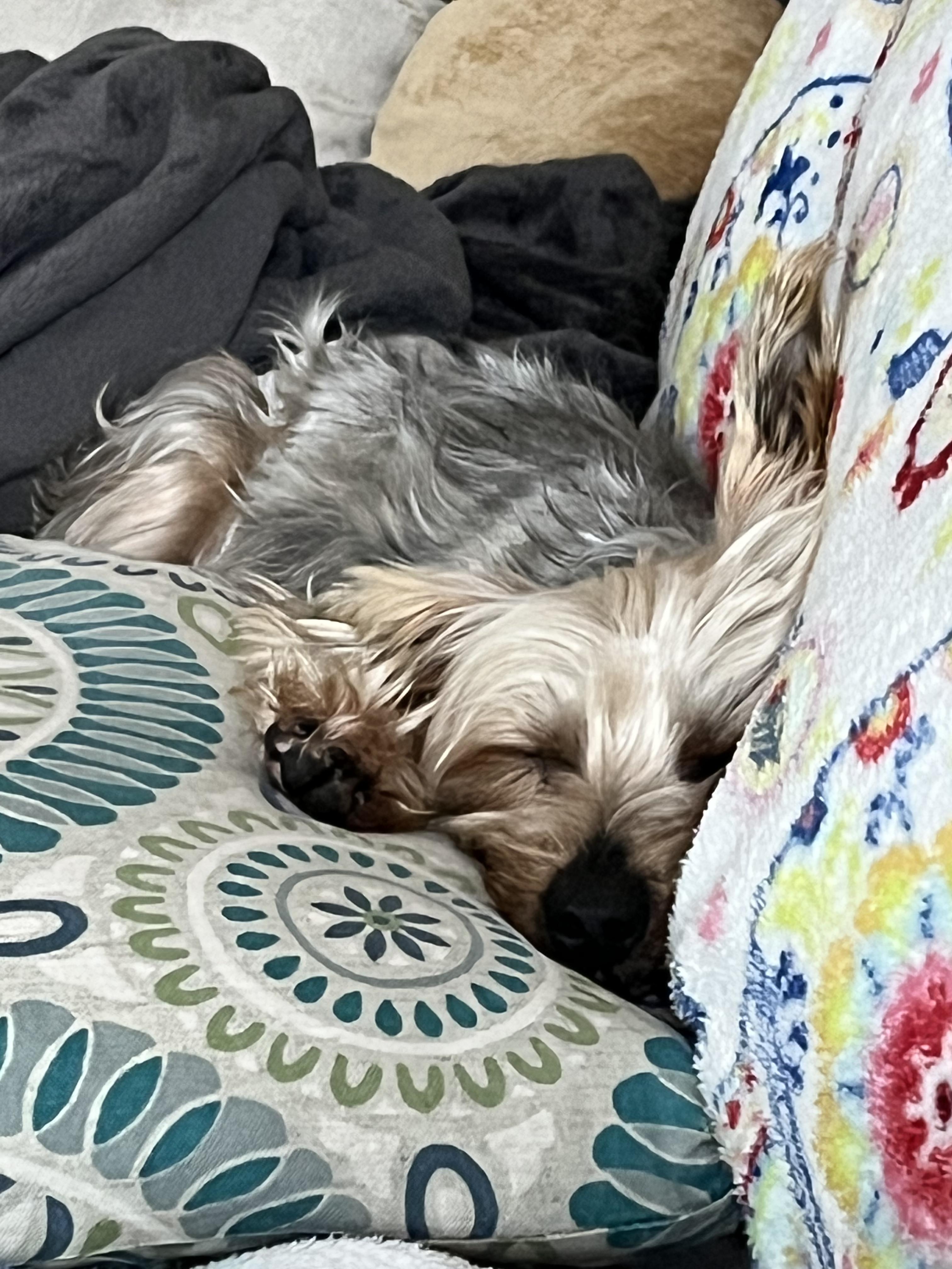 Adora, an adopted Yorkshire Terrier in Lexington, KY image 2/3