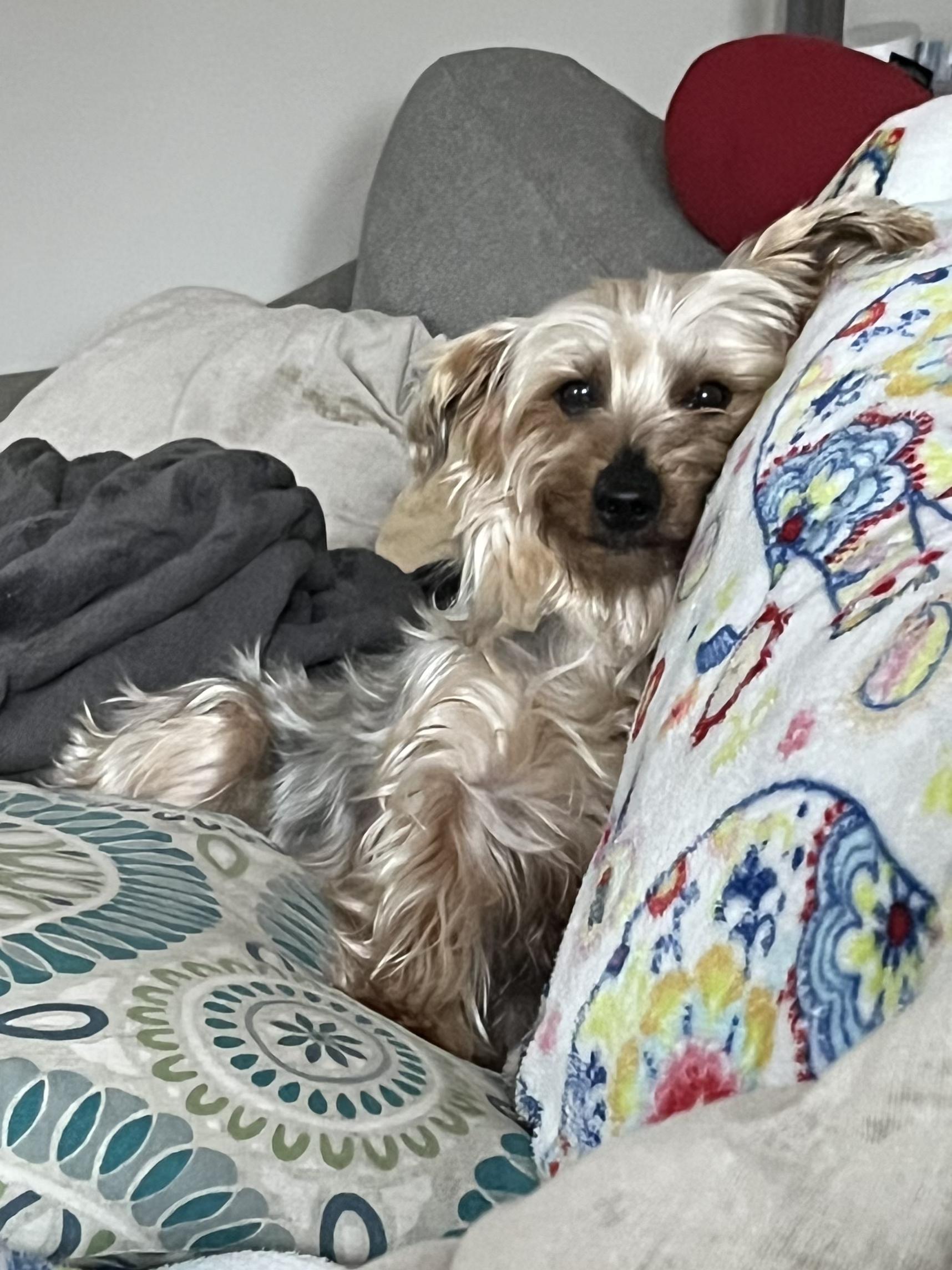 Adora, an adopted Yorkshire Terrier in Lexington, KY image 3/3