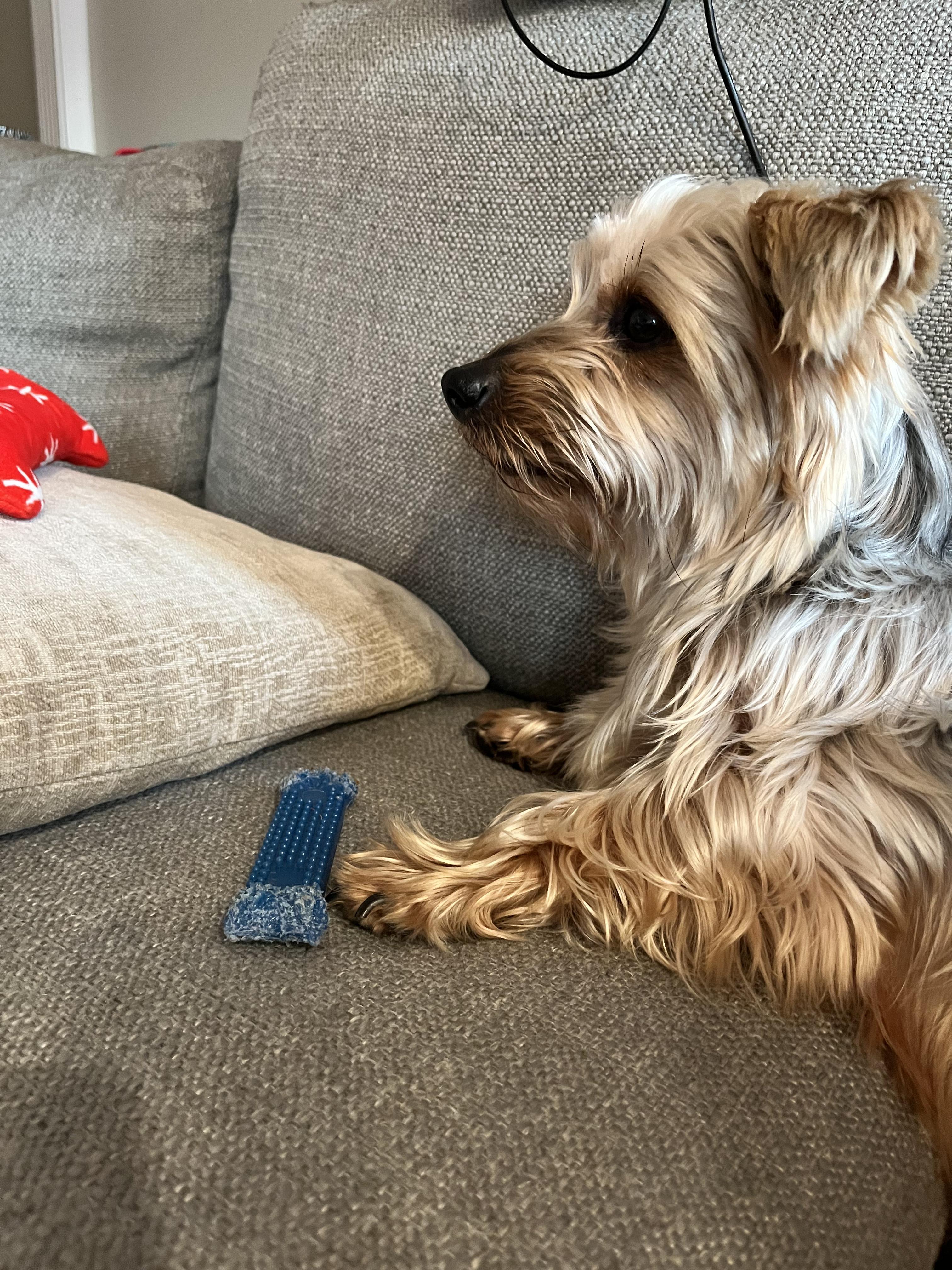 Adora, an adopted Yorkshire Terrier in Lexington, KY image 1/3