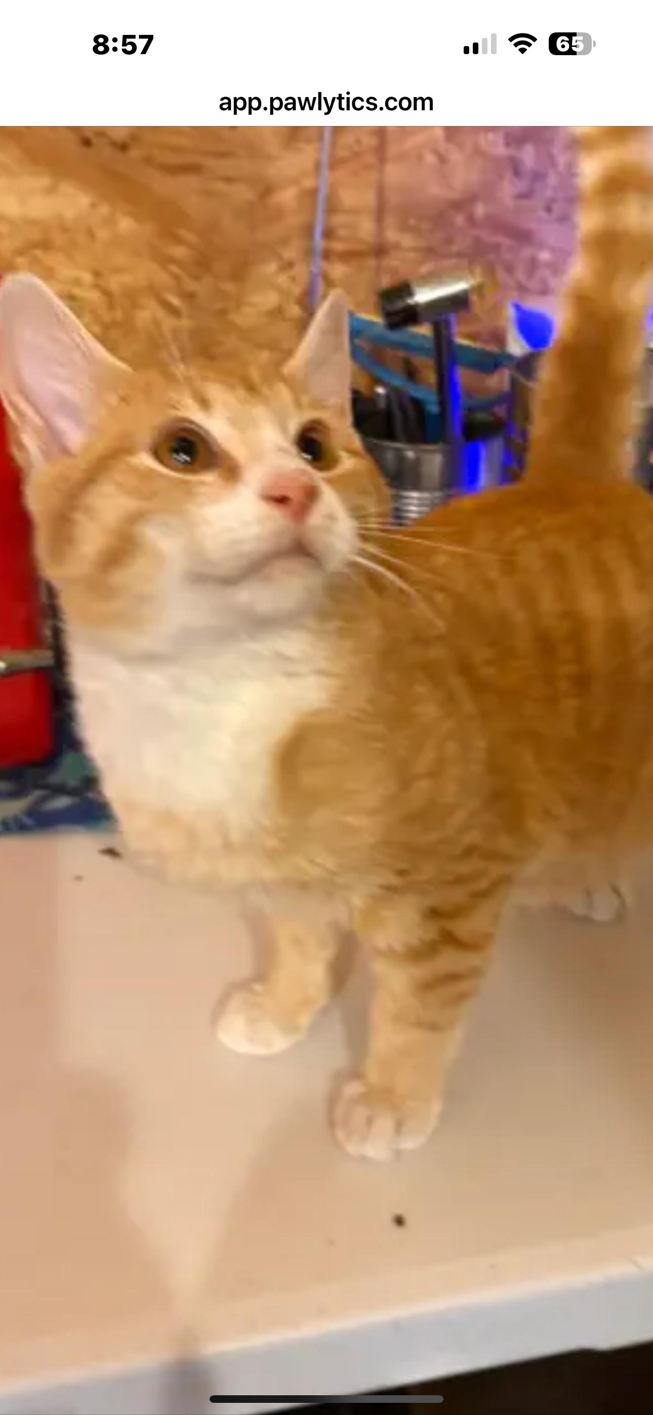 Mango, a Adoptable Domestic Short Hair in Sneads Ferry, NC image 1/2