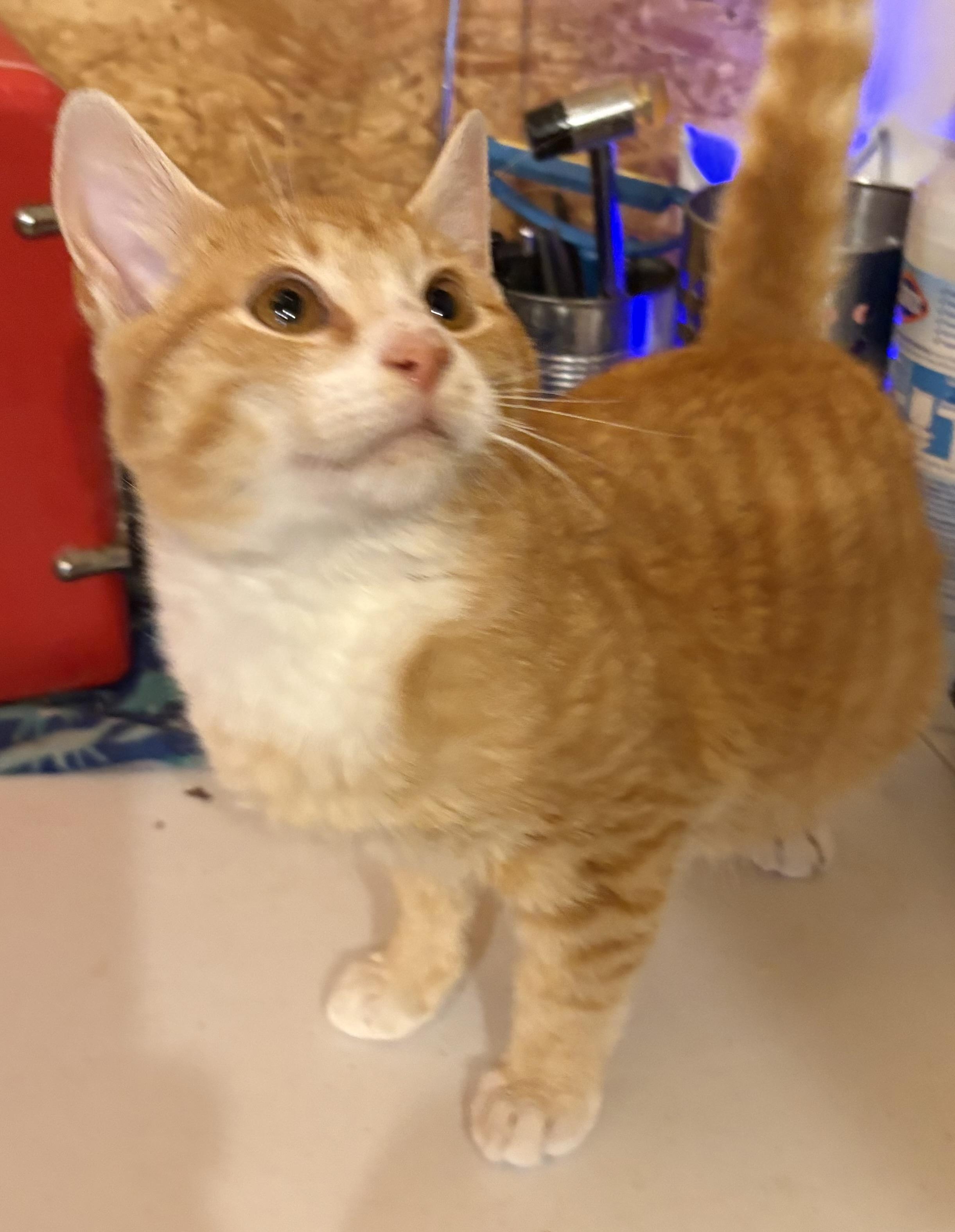 Mango, Adoptable, Young Male Domestic Short Hair.