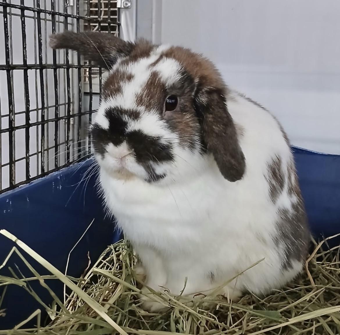 HOP Lovecraft, adopted, Adult Male Holland Lop.