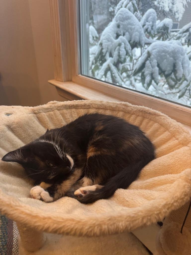 Enlarge Pumpkin, a ADOPTABLE Calico in Kinnelon, NJ image 4/4