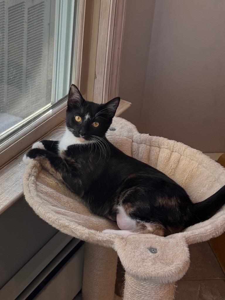 Enlarge Pumpkin, a ADOPTABLE Calico in Kinnelon, NJ image 1/4