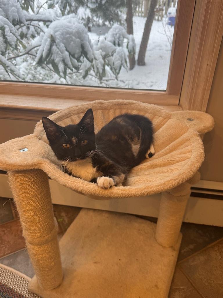 Enlarge Pumpkin, a ADOPTABLE Calico in Kinnelon, NJ image 3/4