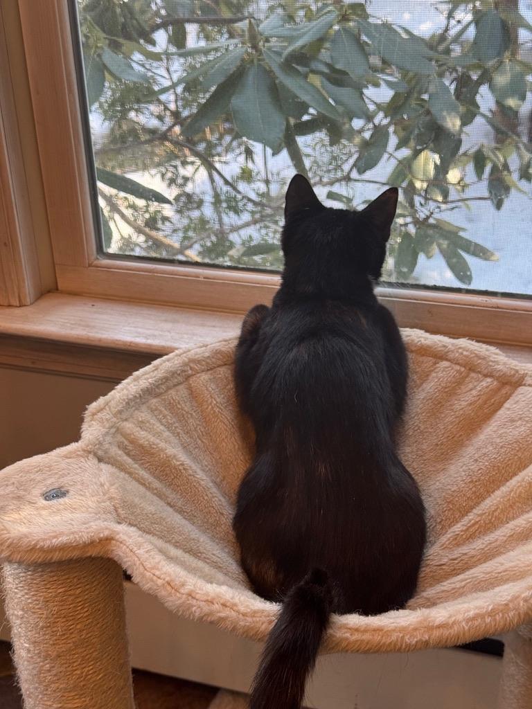 Enlarge Pumpkin, a ADOPTABLE Calico in Kinnelon, NJ image 2/4