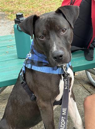 Enlarge JACK JACK, a Adoptable Mixed Breed in Jacksonville, FL image 1/1