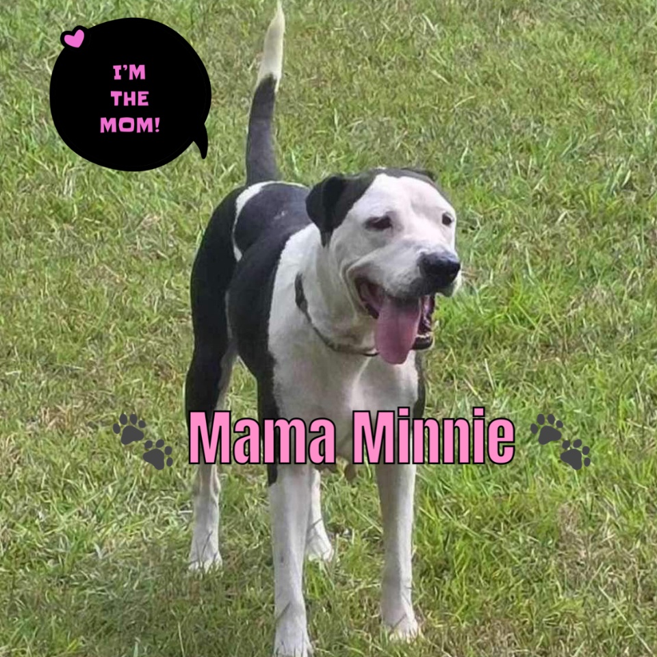 Dog for adoption Maxwell soon), a Bulldog Mix in Argyle, NY