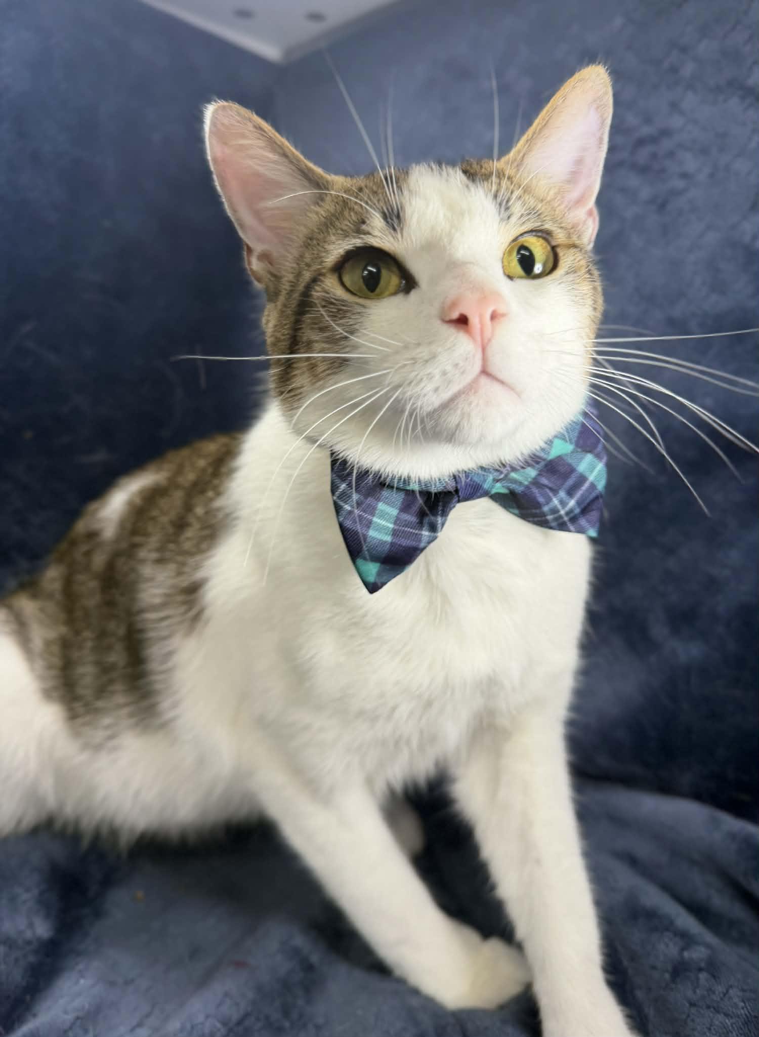 Enlarge Jaydin, a ADOPTABLE Domestic Short Hair in Tavares, FL image 1/2