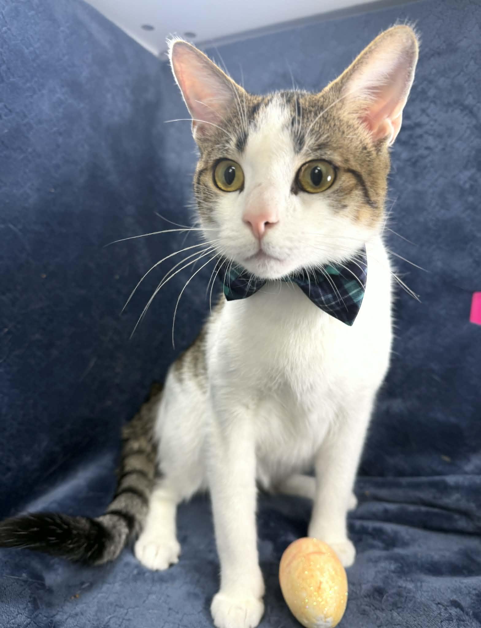 Enlarge Jaydin, a ADOPTABLE Domestic Short Hair in Tavares, FL image 2/2