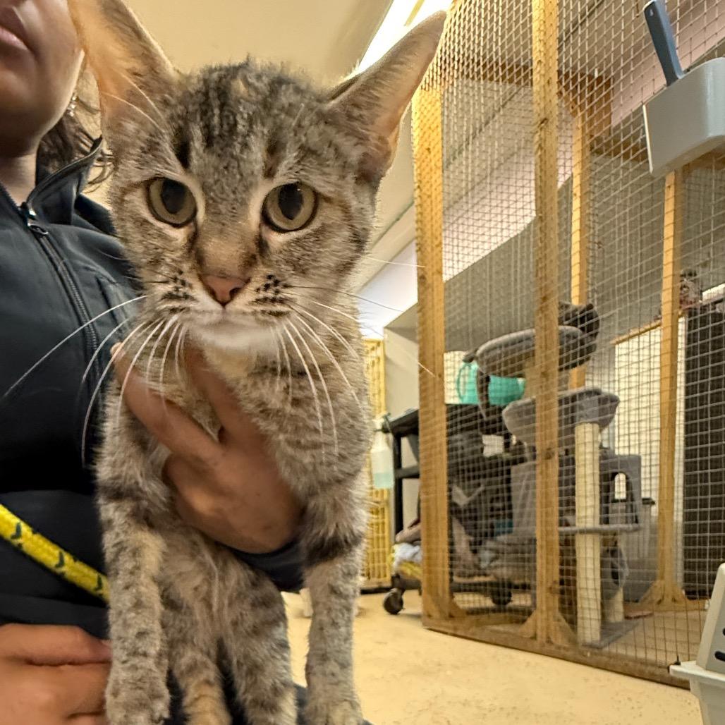 Izzy, a Adoptable Domestic Short Hair in Madison, WI image 1/5