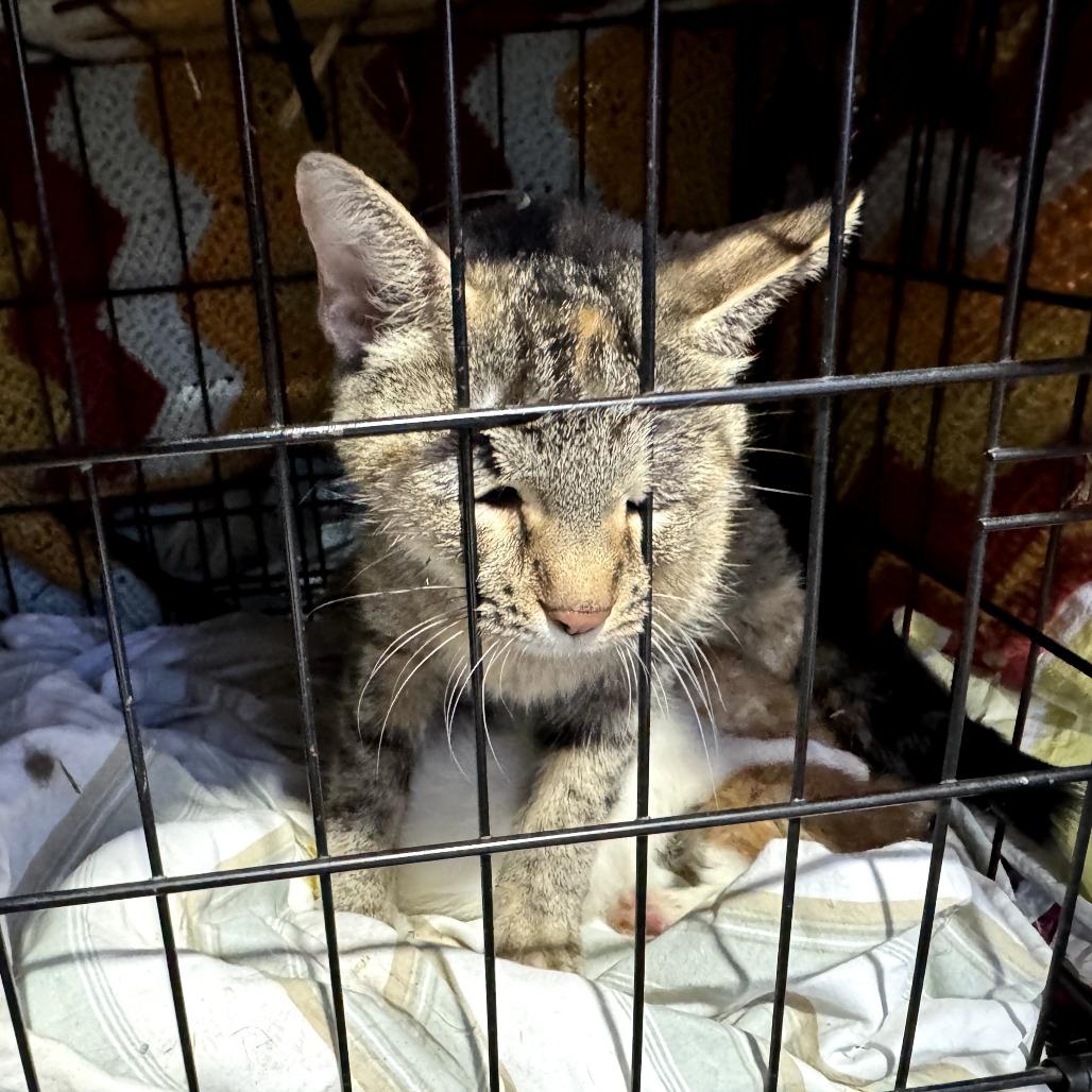 Izzy, a Adoptable Domestic Short Hair in Madison, WI image 2/5