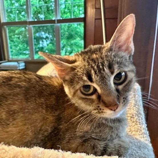 Izzy, a Adoptable Domestic Short Hair in Madison, WI image 3/5